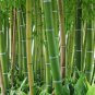 Plant Bambusa Multiplex for Qin Si Bamboo 30 PCS Seeds