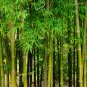 Plant Bambusa Multiplex for Qin Si Bamboo 30 PCS Seeds
