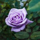 Pinkish Purple Rose Tree Flower Perennial Plants 50 PCS Seeds Pinkish Purple Rose Tree Flower Perennial Plants 50 PCS Seeds