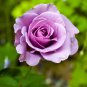 Pinkish Purple Rose Tree Flower Perennial Plants 50 PCS Seeds