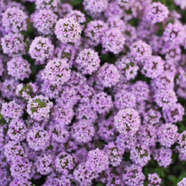 ROCK cress Climbing plant Creeping Thyme 205 PCS Seeds