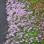 ROCK cress Climbing plant Creeping Thyme 205 PCS Seeds