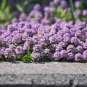 ROCK cress Climbing plant Creeping Thyme 205 PCS Seeds