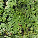 Rose of Jericho Dinosaur Fern Miracle Air Prehistoric 1 PCS Seeds Rose of Jericho Dinosaur Fern Miracle Air Prehistoric 1 PCS Seeds