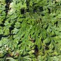 Rose of Jericho Dinosaur Fern Miracle Air Prehistoric 1 PCS Seeds