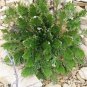 Rose of Jericho Dinosaur Fern Miracle Air Prehistoric 1 PCS Seeds