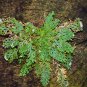 Rose of Jericho Dinosaur Fern Miracle Air Prehistoric 1 PCS Seeds