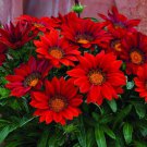 Red Gazania Flower Treasure Flower 20 PCS Seeds