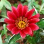 Red Gazania Flower Treasure Flower 20 PCS Seeds
