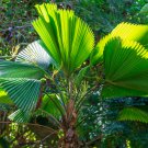 Purple Travelers Palm Flores Ravenala Madagascariensis Chinese 100 PCS Seeds