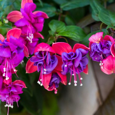 Red Fuchsia Bonsai Potted Flower Garden Plants Hanging Fuchsia 50 PCS Seeds