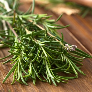 Rosemary Small Evergreen Herbal Plant Edible Bonsai with Blue 50 PCS Seeds