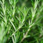Rosemary Small Evergreen Herbal Plant Edible Bonsai with Blue 50 PCS Seeds