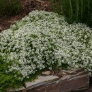 Rock CRESS Creeping Thyme Flores 100 PCS Seeds