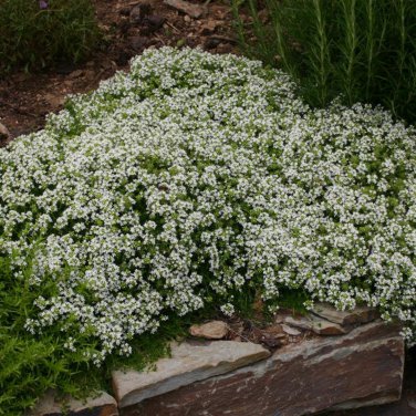 Rock CRESS Creeping Thyme Flores 100 PCS Seeds