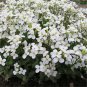 Rock CRESS Creeping Thyme Flores 100 PCS Seeds