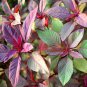Red Amaranth 2000 PCS Seeds