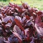 Red Amaranth 2000 PCS Seeds