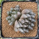 Rainbow YuLu Bonsai Potted Succulents Fleshy Shining Green Plants 100 PCS Seeds