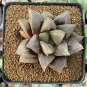 Rainbow YuLu Bonsai Potted Succulents Fleshy Shining Green Plants 100 PCS Seeds