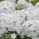 Night Blooming Phlox 100 PCS Seeds