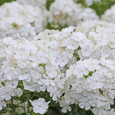 Night Blooming Phlox 100 PCS Seeds