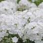 Night Blooming Phlox 100 PCS Seeds
