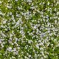 Night Blooming Phlox 100 PCS Seeds
