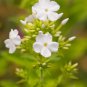 Night Blooming Phlox 100 PCS Seeds