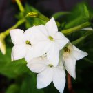 Nicotiana Alata Home Garden Multi-Color Optional YR 200 PCS Seeds Nicotiana Alata Home Garden Multi-Color Optional YR 200 PCS Seeds