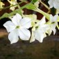 Nicotiana Alata Home Garden Multi-Color Optional YR 200 PCS Seeds