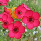 New Arrival!Imported Linum Grandiflorum Bonsai Plant 50 PCS Seeds