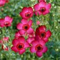 New Arrival!Imported Linum Grandiflorum Bonsai Plant 50 PCS Seeds