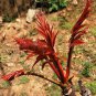 New Strange Health Vegetable Toona sinensis Potted Plant Bonsai 5 PCS Seeds