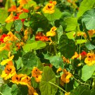 Nasturtium Bonsai Easy Planting Flower Hanging Plants 100 PCS Seeds