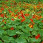 Nasturtium Bonsai Easy Planting Flower Hanging Plants 100 PCS Seeds