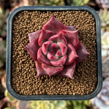 New Fresh Succulents Bonsai 100 PCS Seeds