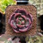 New Fresh Succulents Bonsai 100 PCS Seeds