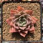 New Fresh Succulents Bonsai 100 PCS Seeds