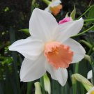 Narcissus Flower Balcony Plants White and Rose Red Centre Flowers 100 PCS Seeds Narcissus Flower Balcony Plants White and Rose Red Centre Flowers 100 PCS Seeds