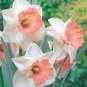 Narcissus Flower Balcony Plants White and Rose Red Centre Flowers 100 PCS Seeds