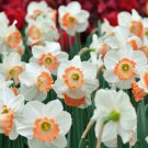 Narcissus Daffodil Flowers Milky White with Light Red Centre 100 PCS Seeds Narcissus Daffodil Flowers Milky White with Light Red Centre 100 PCS Seeds