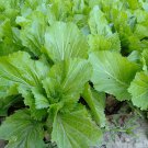 Mustard vegetable 600 PCS Seeds
