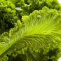 Mustard vegetable 600 PCS Seeds