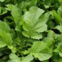 Mustard vegetable 600 PCS Seeds