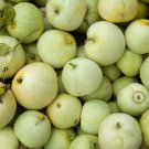 Muskmelon 200 PCS Seeds Muskmelon 200 PCS Seeds