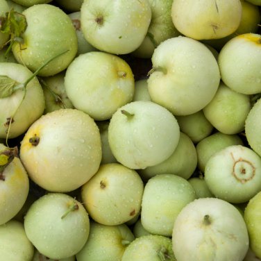 Muskmelon 200 PCS Seeds