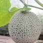 Muskmelon 200 PCS Seeds