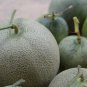 Muskmelon 200 PCS Seeds