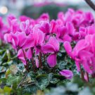Multiple Color Cyclamen Cyclamen Flower 120 PCS Seeds